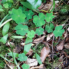 MaYx PHOTOS - Irlanda e Irlanda del Nord