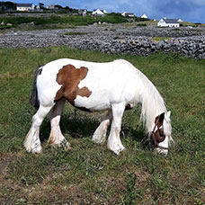 MaYx PHOTOS - Irlanda e Irlanda del Nord