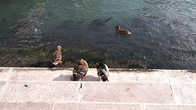 Venezia
