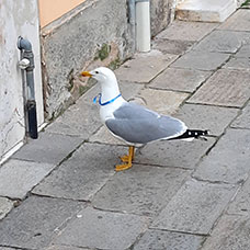 Venezia