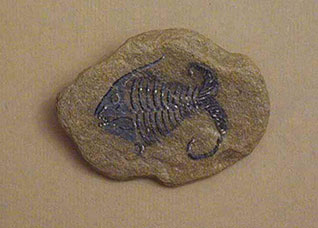 fossile