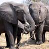 Botswana e Zimbawe