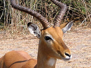 Botswana