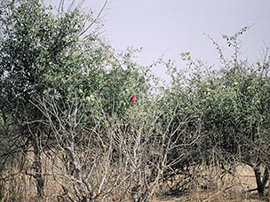 Botswana