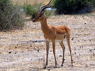 Botswana