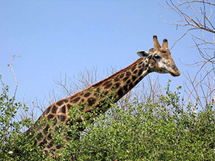 Botswana