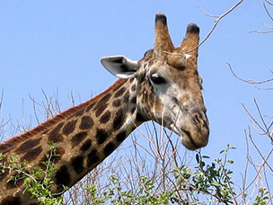 Botswana