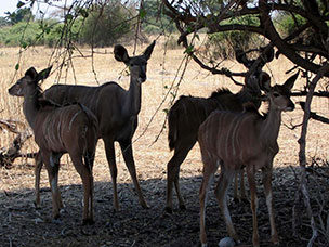 Botswana