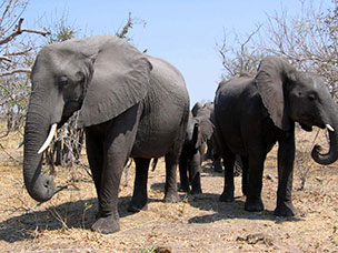Botswana