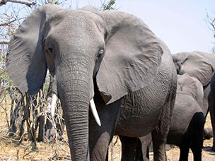 Botswana