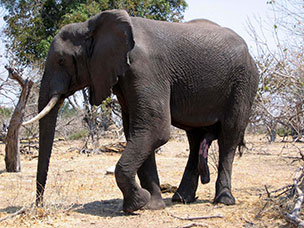Botswana