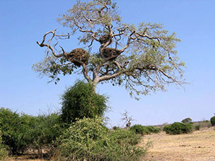 Botswana