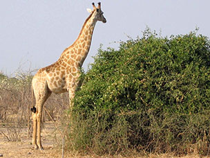 Botswana