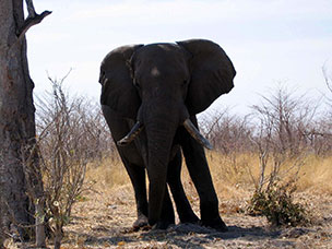 Botswana
