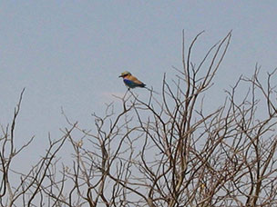 Botswana