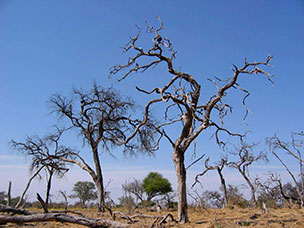 Botswana