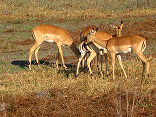 Botswana