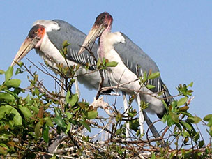 Botswana