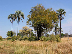 Botswana