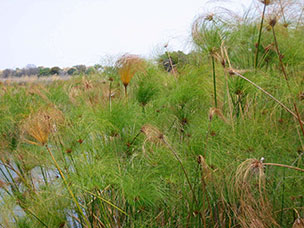 Botswana
