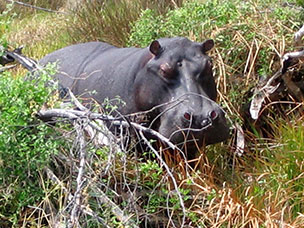 Botswana