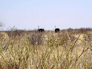 Botswana