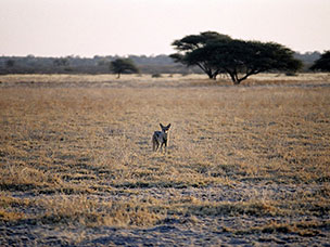 Botswana