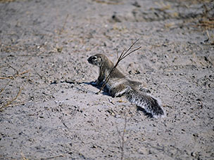 Botswana