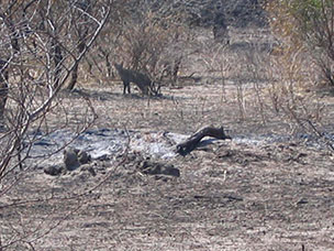 Botswana