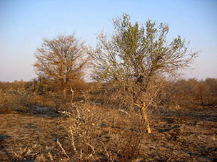 Botswana
