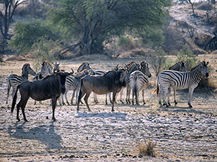 Botswana