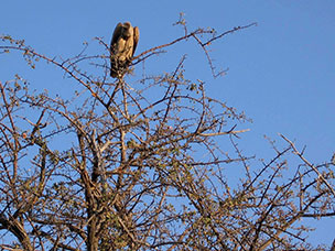 Botswana