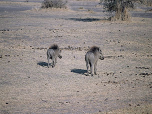Botswana