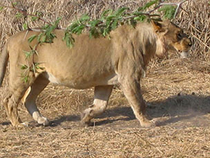Botswana