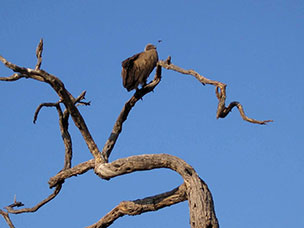 Botswana