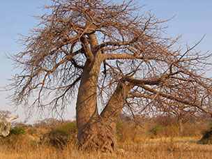 Botswana