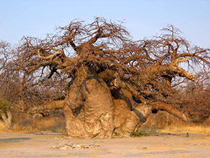 Botswana