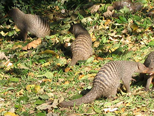 Botswana