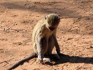 Botswana