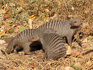 Botswana