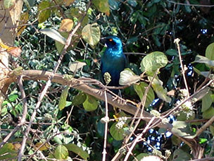 Botswana