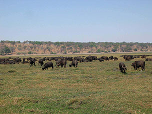 Botswana
