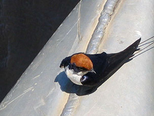 Botswana