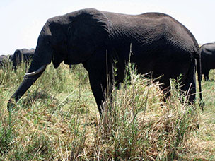 Botswana