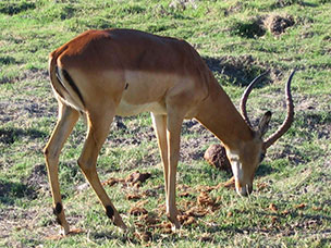 Botswana