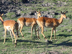 Botswana