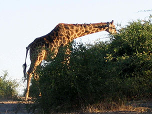 Botswana