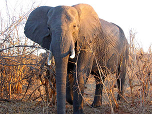 Botswana