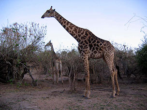 Botswana