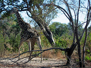 Botswana